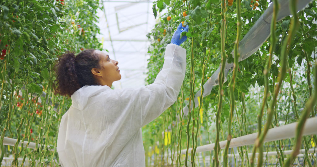 Femme en blouse de laboratoire manipulant des fruits sur une vigne