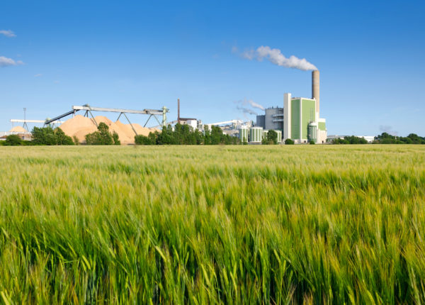 Usine entourée d'herbes hautes